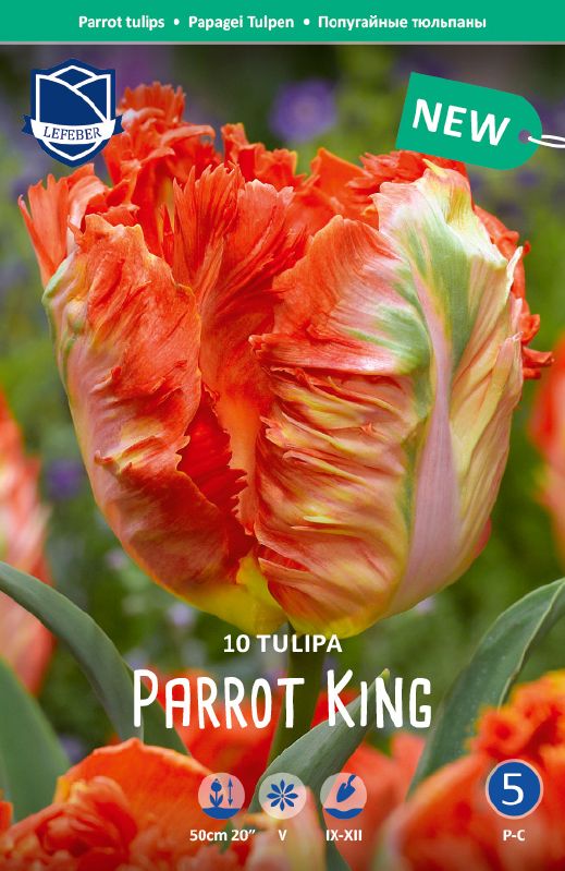 Tulpe Papagei Parrot King 11/12
