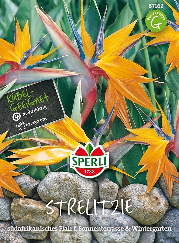 Paradiesvogel Blume