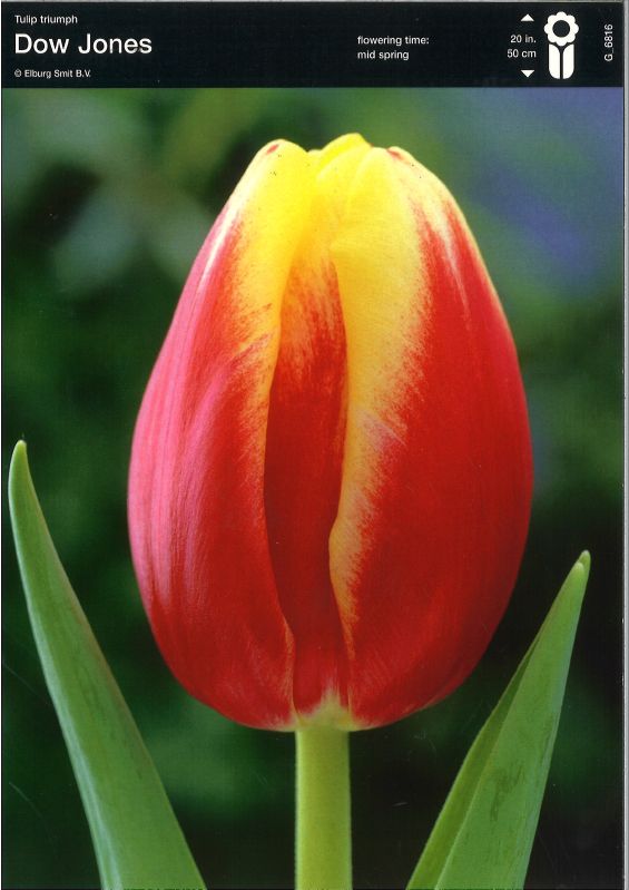 Tulpe Triumph Dow Jones 12/+