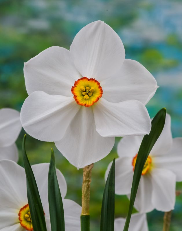Narzisse Actaea, Poeticus 12/14