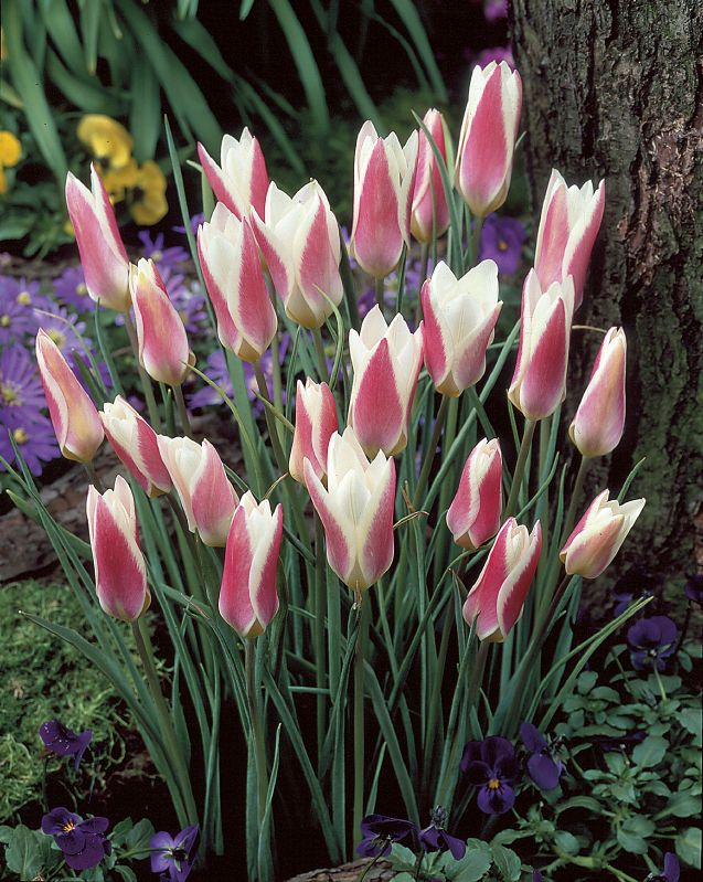 Damen-Tulpe "Lady Jane" (Größe 6/+) - Produktbild 1