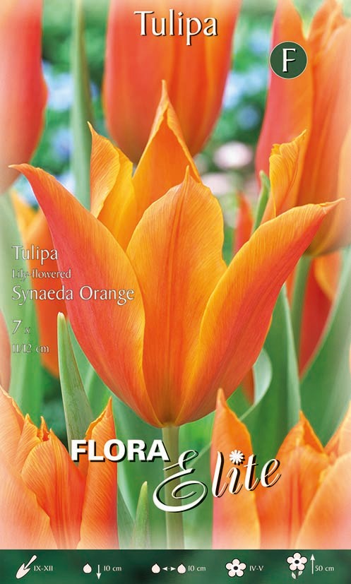 Lilienblütige Tulpe "Synaeda Orange"