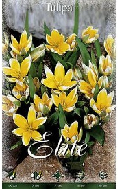 Tulpe Wild Tarda 7+