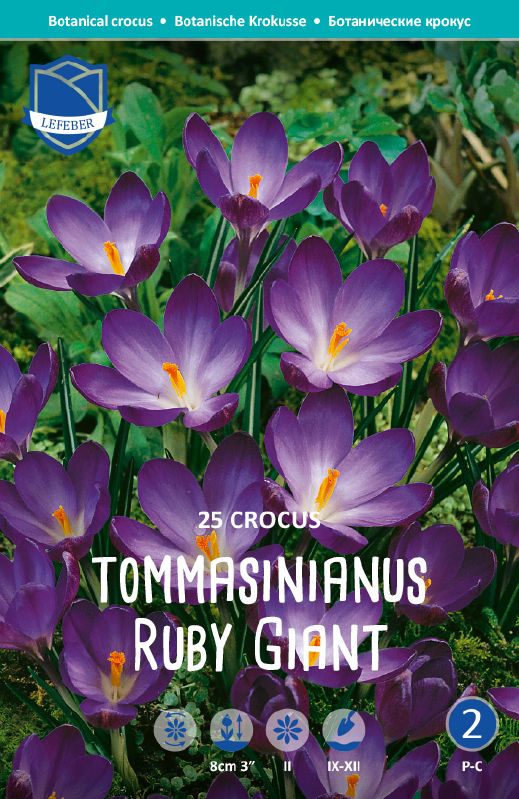 Krokus Ruby Giant 5/+