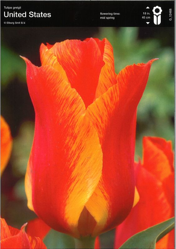 Greigii-Tulpe ‘United States’