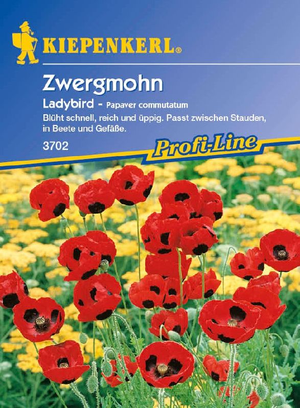 Papaver commutatum Ladybird