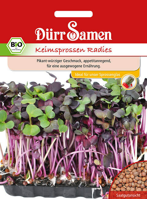 Keimsprossen Radies