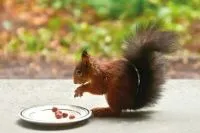 Eichhörnchen