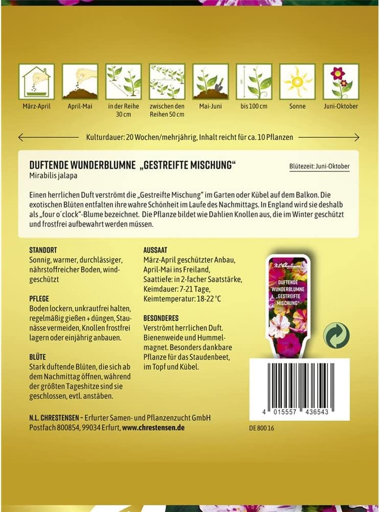 Mirabilis jalapa Gestreifte Mischung - Produktbild 2