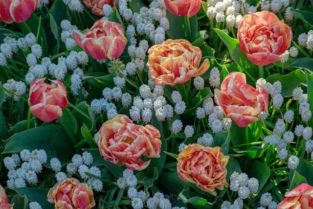 Orange-rosa Gefüllte Tulpen zwischen weißen Traubenhyazinthen