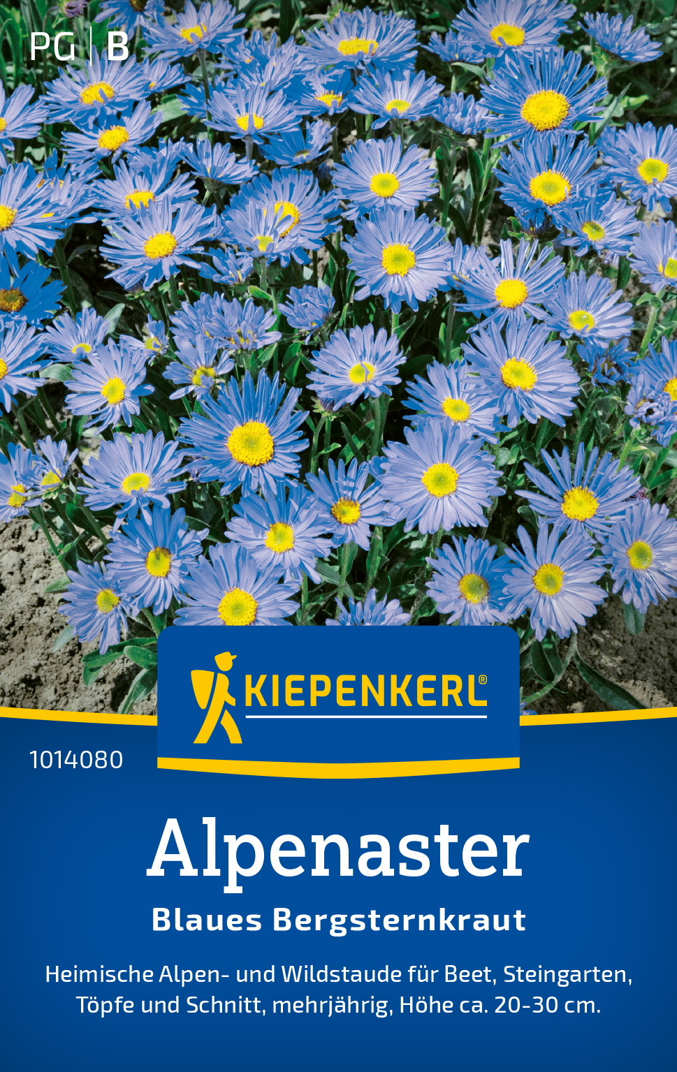 Alpenaster | Aster alpinus