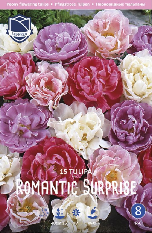 Tulpen Romantic Surprise 12/14