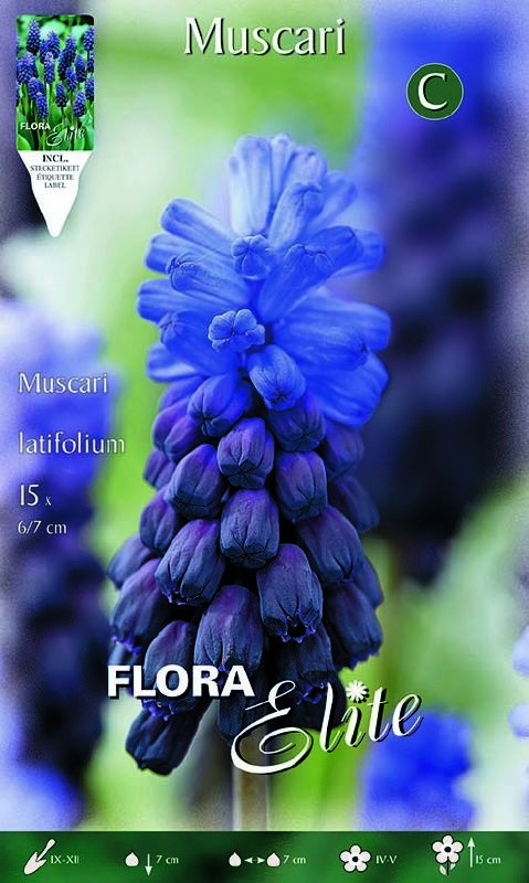 Muscari latifolium (Größe 6/+)