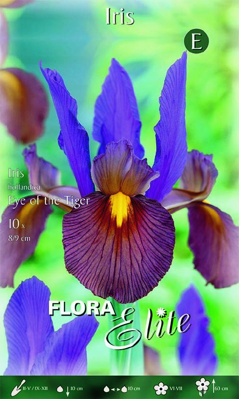 Holländische Iris ‘Eye of the Tiger’