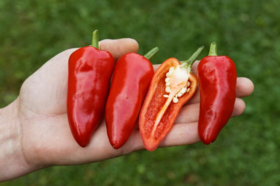 Bio Paprika / Chili Poromeo - Produktbild 3