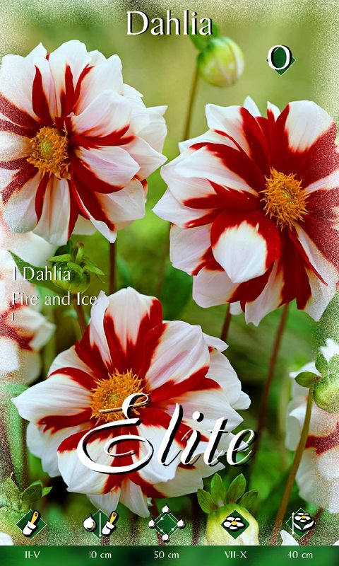 Dahlie Fire and Ice