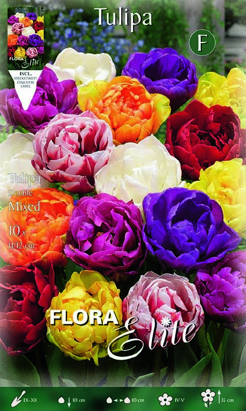 Tulpe gefüllte früh Mischung 11/12