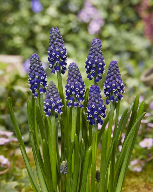 Muscari "Night Eyes" (Größe 7/8)
