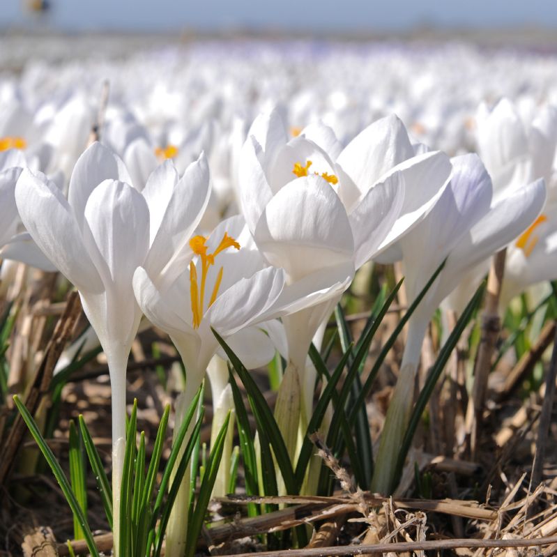 Krokus tomm. Ivory Princess 5/+
