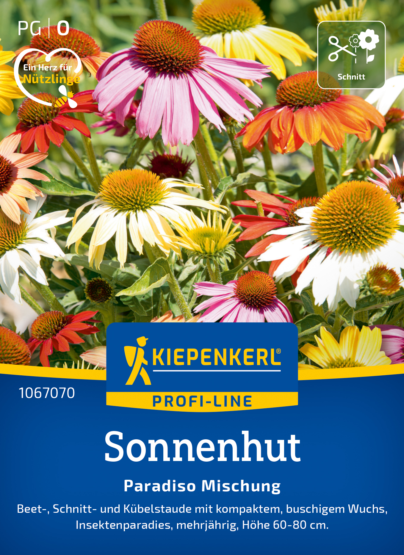 Rudbeckia Paradiso Mischung