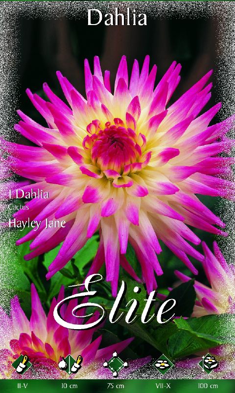 Dahlie Kaktus Hayley Jane