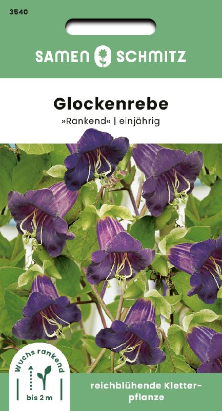 Cobaea scandens, Glockenrebe