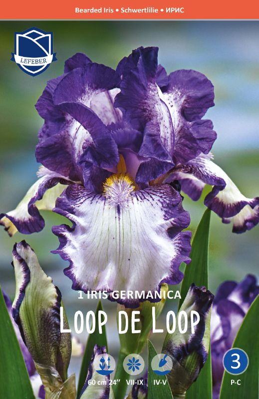 Iris germanica, blau/weiß