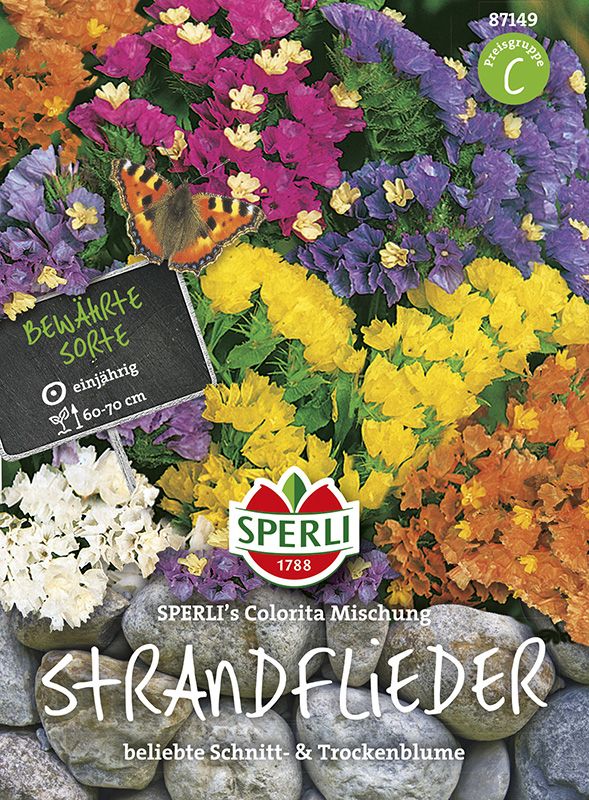 Strandflieder, Meerlavendel Colorita