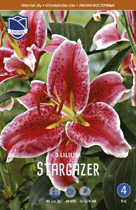 Lilie orient. Stargazer 16 /18