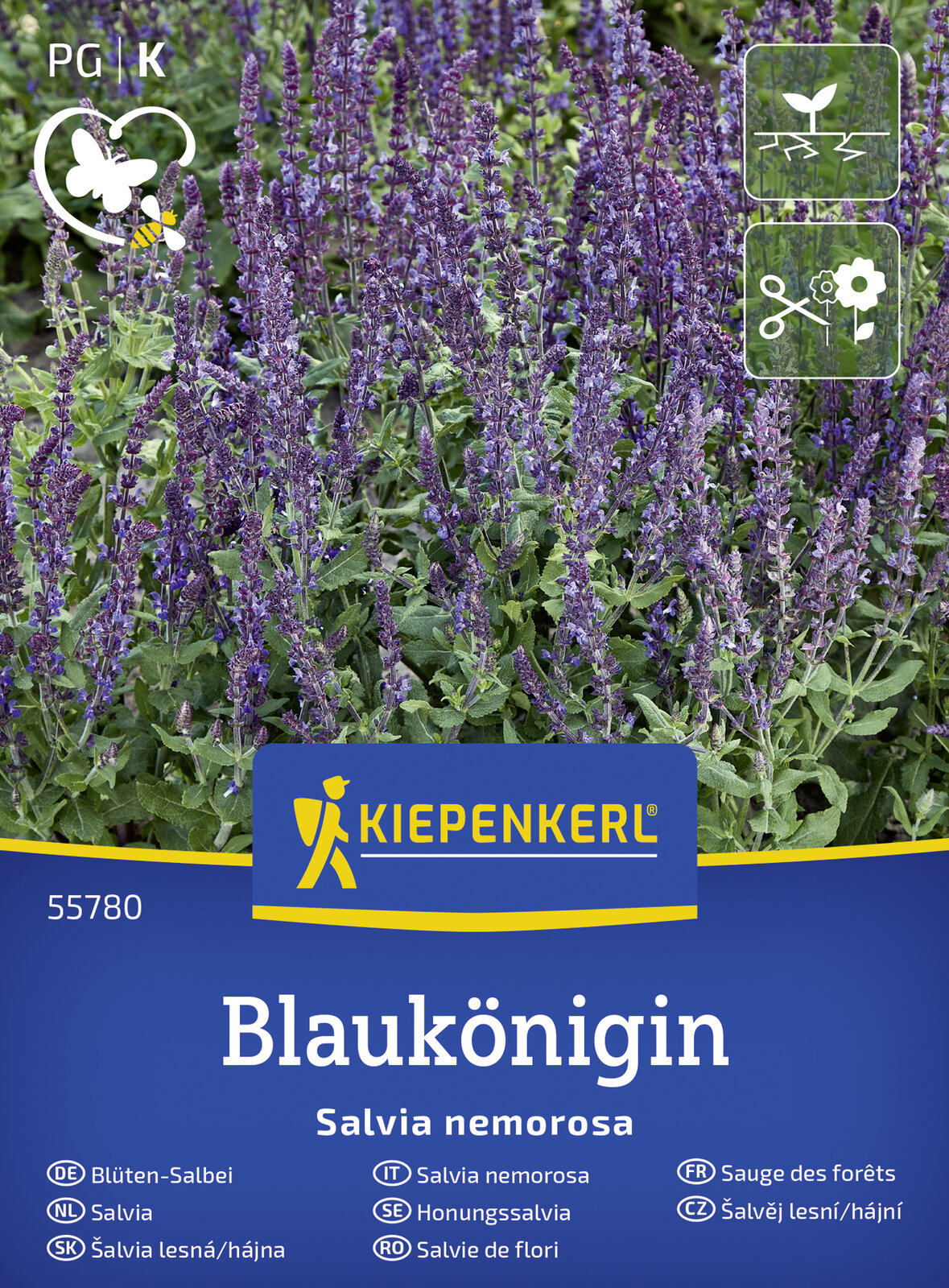 Stauden Salbei Blaukönigin