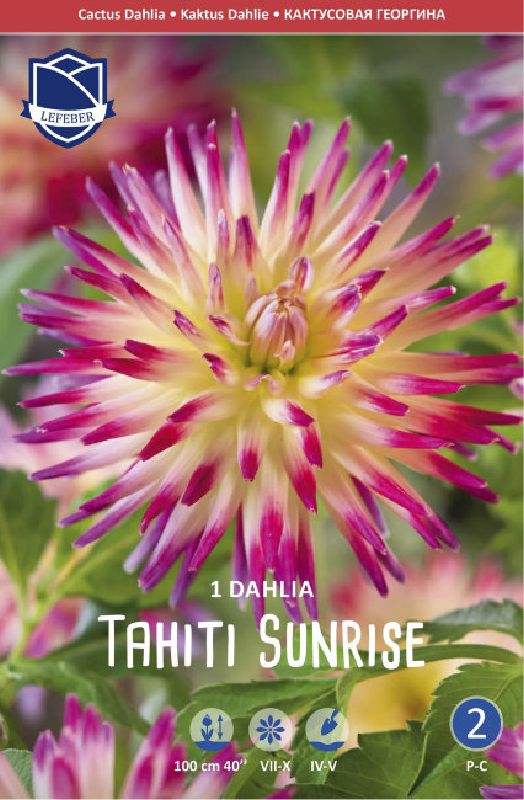 Dahlie Kaktus Tahiti Sunrise