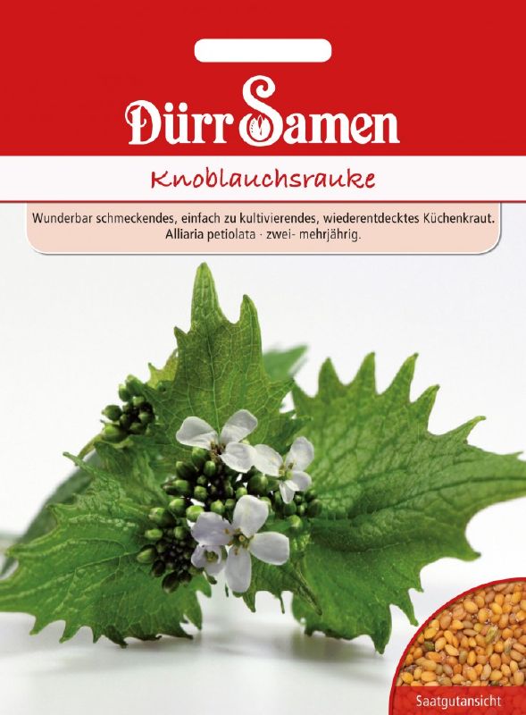 Knoblauchsrauke