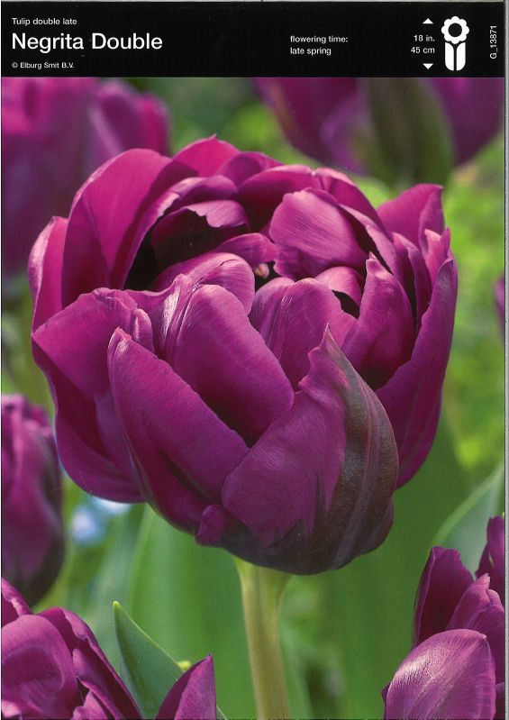 Tulpe gefüllte späte Negrita Double