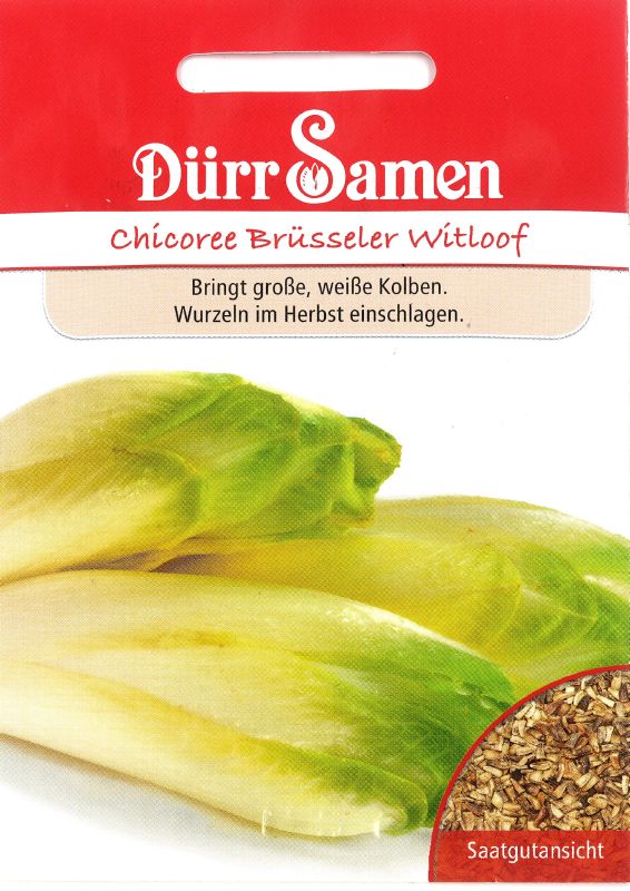 Chicoree Brüsseler Witloof