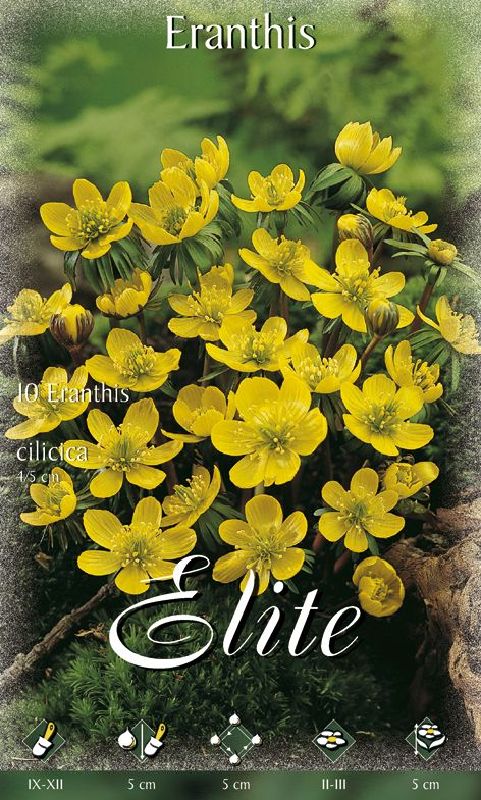 Eranthis cilicica 5/+