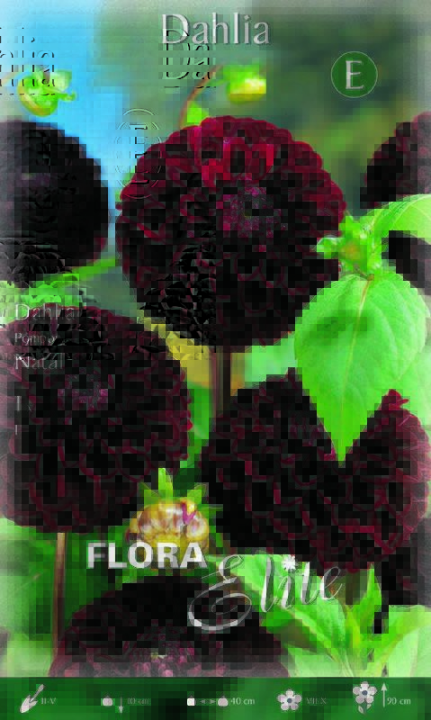 Dahlie Pompon Natal - Produktbild 1