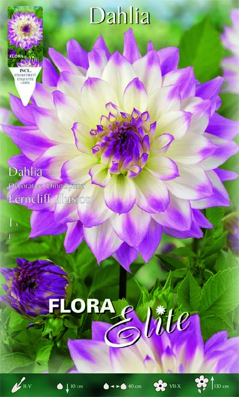 Dahlie Schmuck Ferncliff Illusion