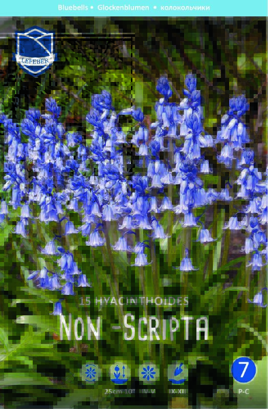 Bluebells 7/8 - Produktbild 1