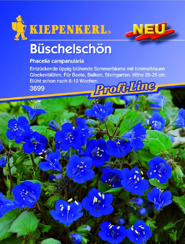 Phacelia campanularia Büschelschön