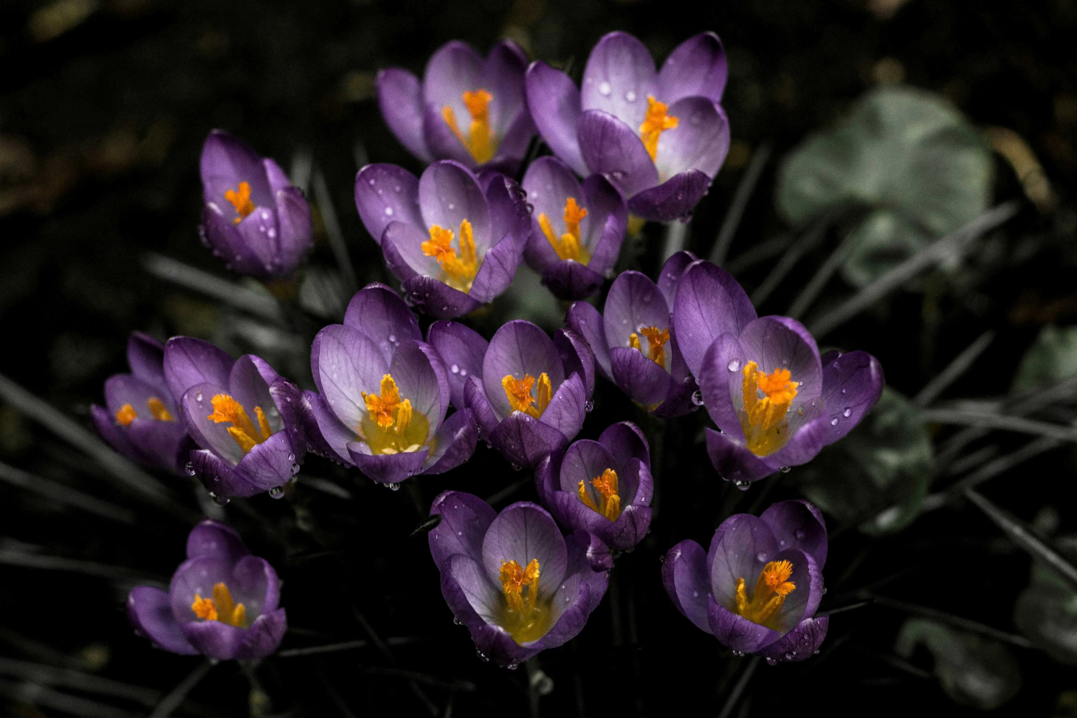 Krokusblüte - Nahaufnahme