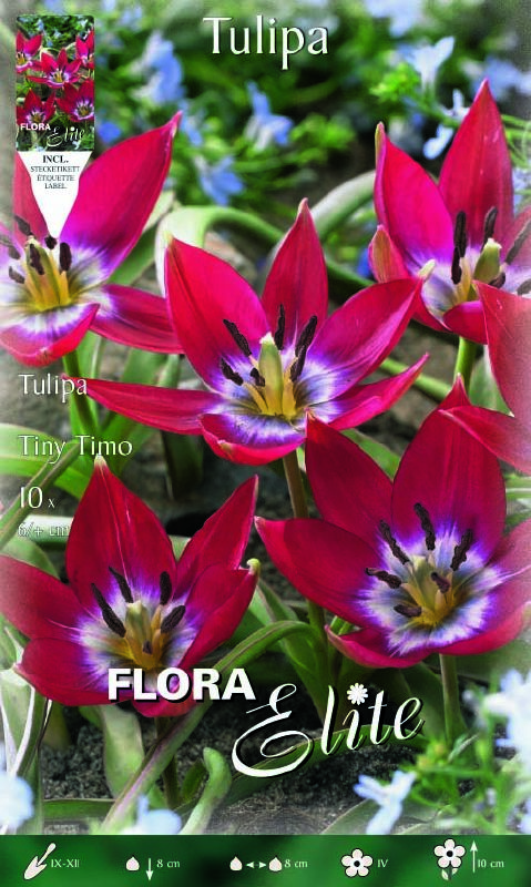 Tulpe Wild Tiny Timo 6+