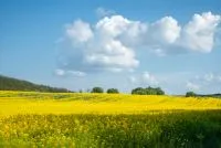 Gelb blühendes Feld unter blauem Himmel mit Wolken