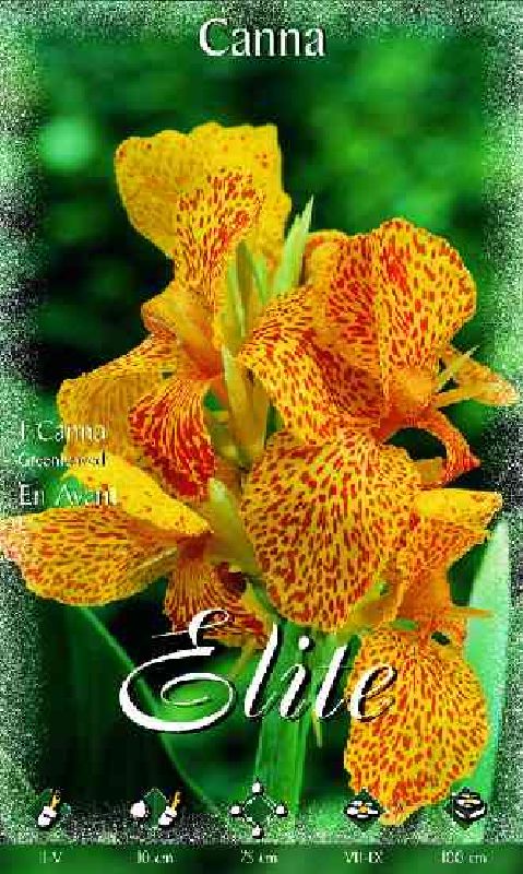 Canna grünbl. En Avant