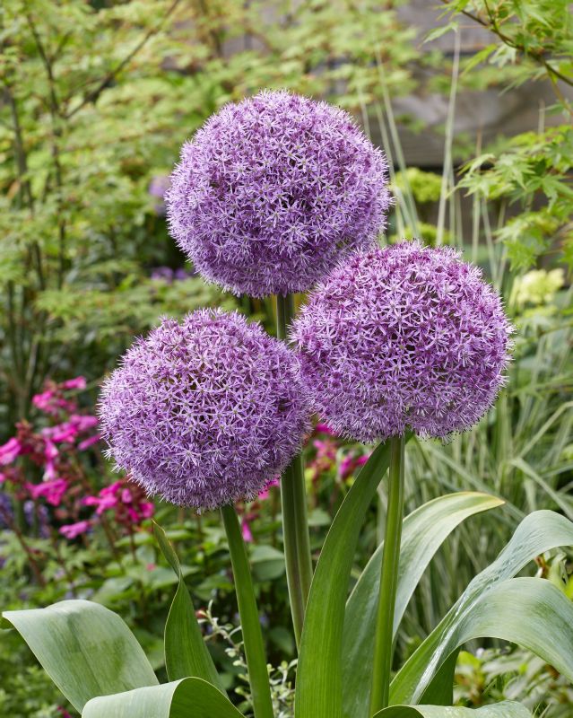 Allium Party Balloons 18/20