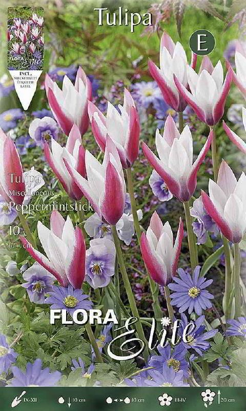 Damen-Tulpe "Peppermintstick" (Größe 6+)