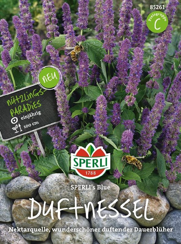 Agastache mexicana Blue