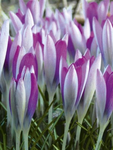 Krokus Roseus 5/+ - Produktbild 1