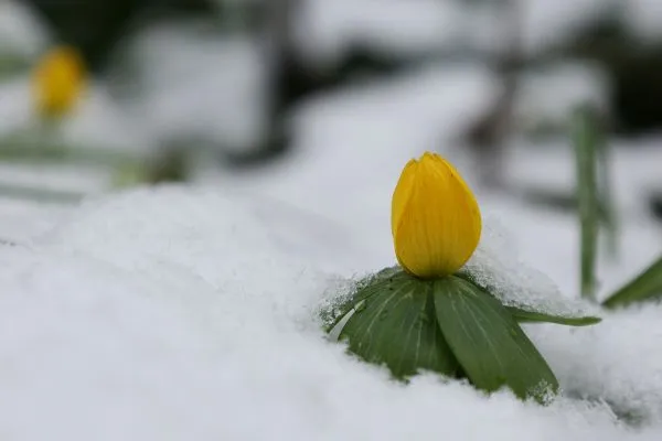 Verschiedene winterharte Frühblüher in einer frühlingshaften Gartenpflanzung