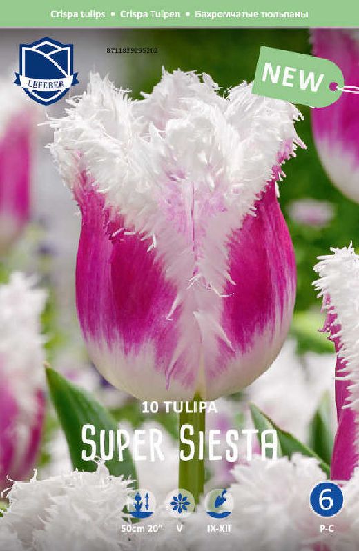 Gefranste Tulpe ‘Super Siesta’