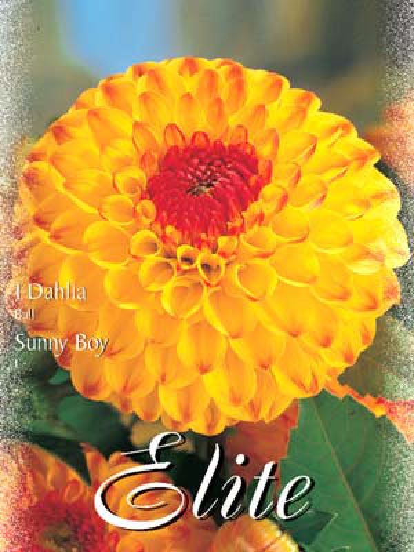 Dahlie Sunny Boy